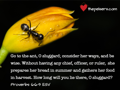 Ant-Proverbs-31