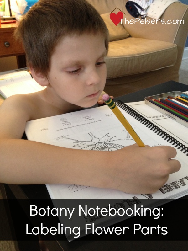 Botany Notebooking Flower